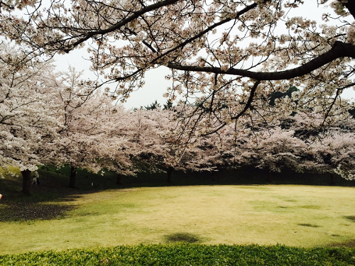 広い芝生を囲むように何本もの桜の木が満開に咲いている写真