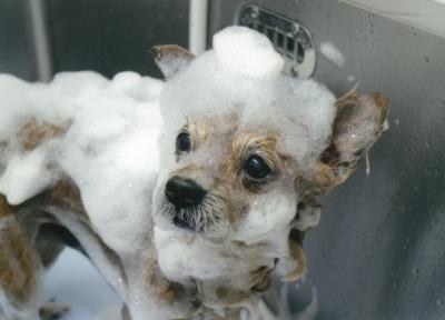 シャンプーで泡にまみれている小型犬の写真
