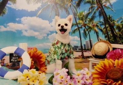 南国をイメージした浮き輪や花などのセットの前でアロハシャツを着た白い犬が写っている写真