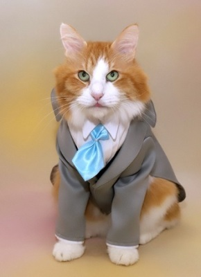 白と茶色の毛色の看板猫のタマちゃんが白いシャツに水色のネクタイ、グレーのスーツを着ている記念写真