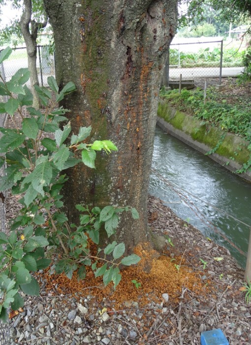 樹木に堆積したクビアカツヤカミキリのフラス