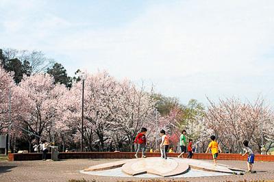 満開の桜に囲まれた公園の遊具で子供たちが遊んでいる写真