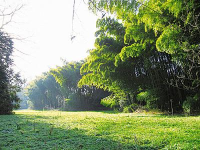芝生の広場の横に竹林がある高尾宮岡ふるさと緑の景観地の写真