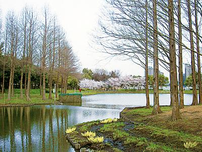 木々に囲まれた大きな池がある北本総合公園の写真