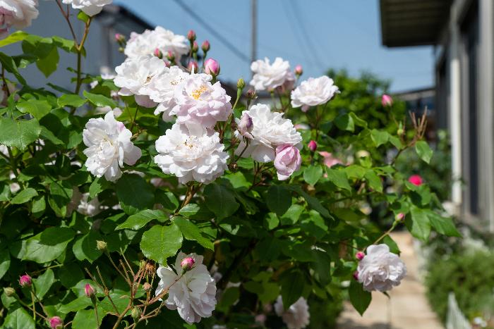 Koito庭のバラ写真