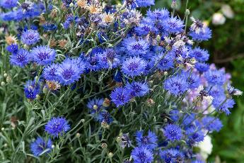 プリムローズの青い花