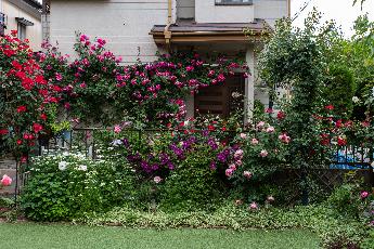 山崎庭のバラ写真