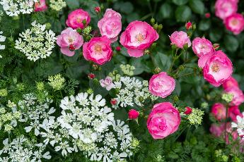 山崎庭の花写真