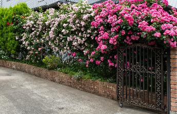 松崎庭の花写真