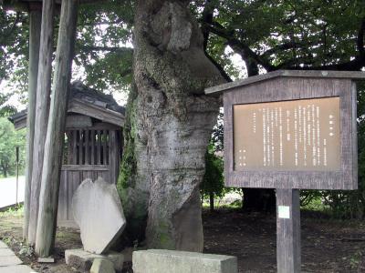 巨木の横に芭蕉句が書かれた碑がある写真
