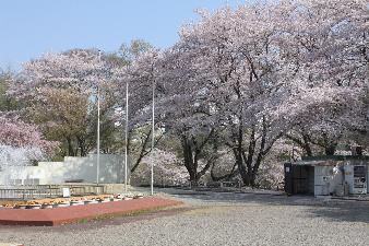 北本市子供公園の満開の桜の写真です