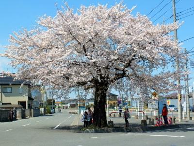 石戸両大師入口交差点に満開の花を咲かせた1本の桜の木がある写真