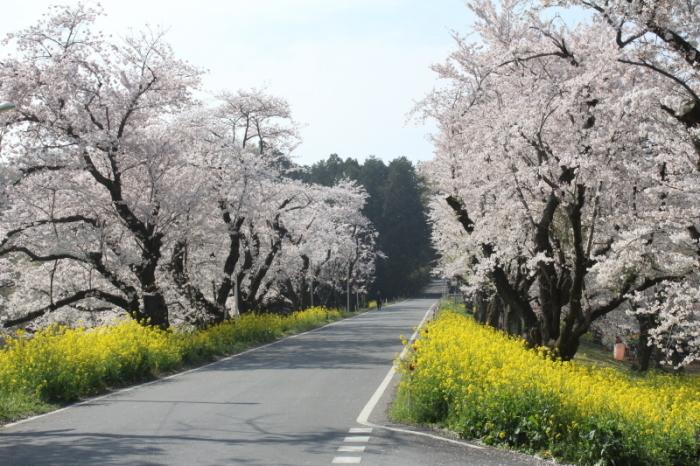 道路を挟んで両側に満開の桜と菜の花が咲いている城ヶ谷堤を道路右側から撮った写真
