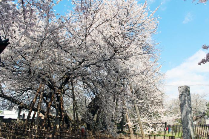 大空に向かって満開に咲き誇る石戸蒲ザクラを下から撮った写真