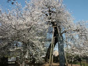 満開の花を咲かせた大きな石戸蒲ザクラの写真