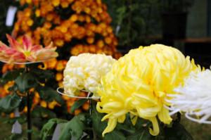 白や黄色やオレンジの菊の花の写真