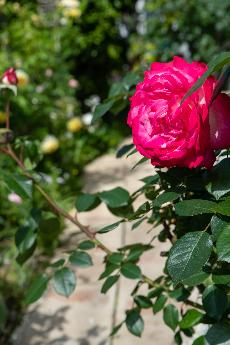 Koito庭のバラ写真