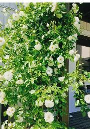 宿根草のお庭