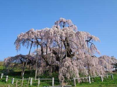 芝生の中にある大きな満開の枝垂桜の写真