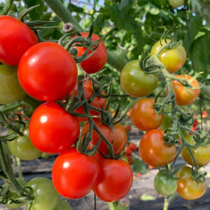 横山農園のミニトマト