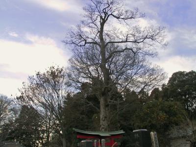 高さ20メートルのムクの木が大空に枝を広げている写真