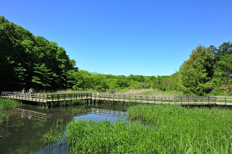 北本自然観察公園の八ツ橋の池
