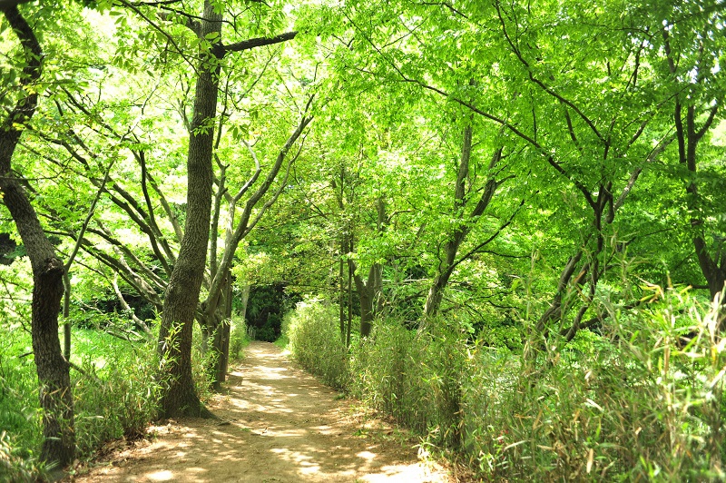 北本自然観察公園の一夜堤