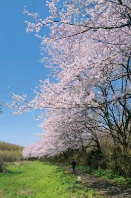 自然観察公園南入口の桜並木と芝生が広がっている写真