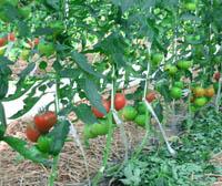 （写真）現在のトマト栽培ハウス内の様子