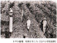 （写真）昭和2年頃のトマト栽培風景