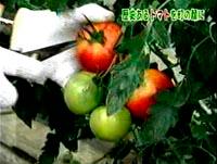 （写真）現在の収穫されたトマト アップ