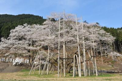 広い芝生の敷地の中で大きく横に枝を広げている満開の根尾谷淡墨桜の写真