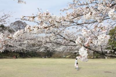 桜に囲まれた芝生広場を親子連れが歩いている写真