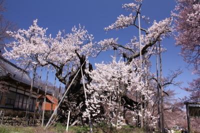 大きく枝を広げた満開の山高神代桜の写真