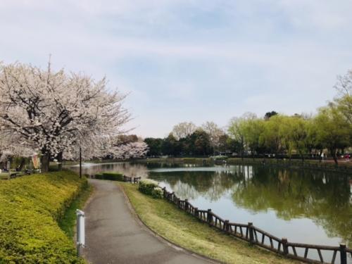 北本総合公園の桜