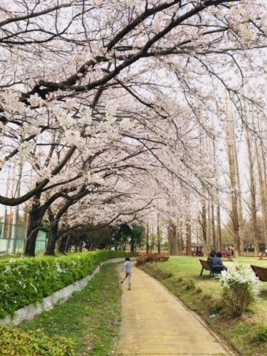 桜の下をスキップする子ども