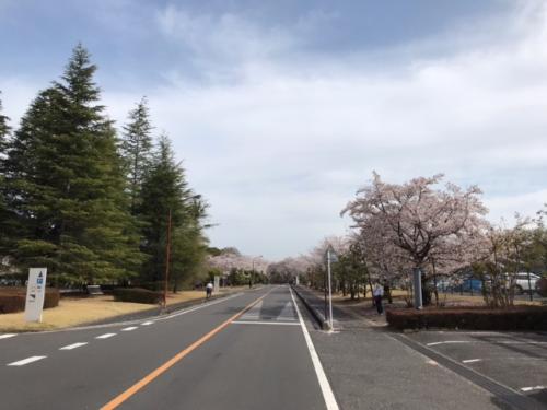道路沿いに咲く桜
