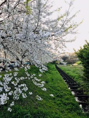 石戸蒲ザクラ駐車場の桜と水路