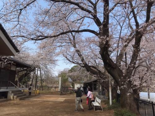 東光寺の境内南側からみた様子