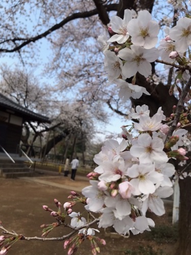 蒲ザクラを背景にした桜のアップ