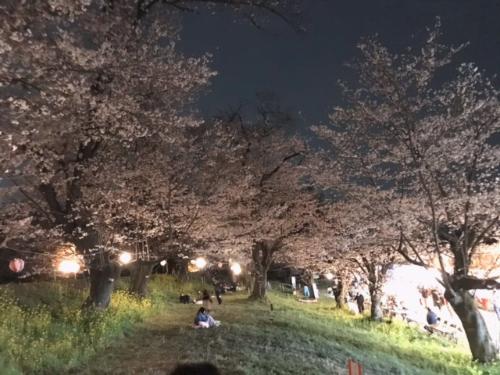 城ヶ谷堤の夜桜