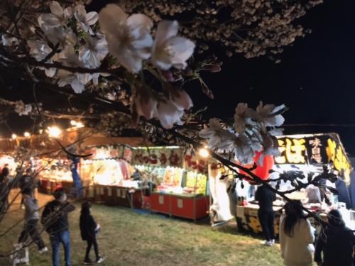 城ヶ谷堤の夜桜と出店の様子