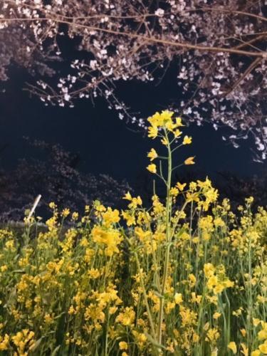 城ヶ谷堤の菜の花と桜