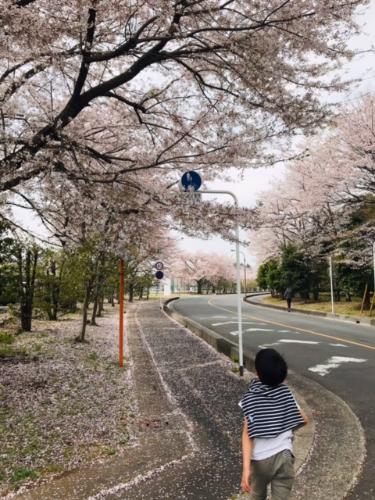 北里メディカルセンター前に咲く桜と子ども