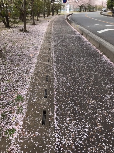 絨毯のように道を覆う桜の花びら