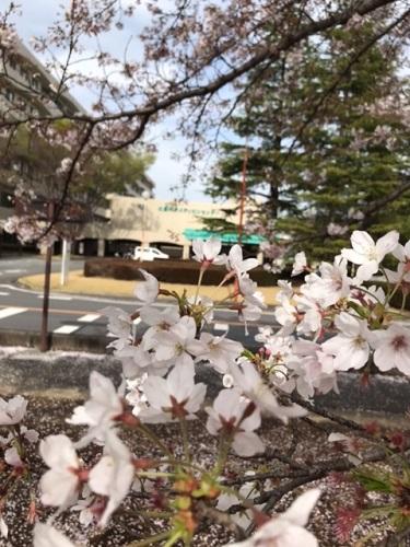 北里メディカルセンター前に咲く桜のアップ
