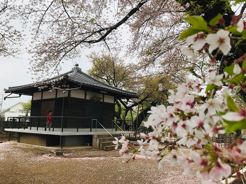 東光寺と桜