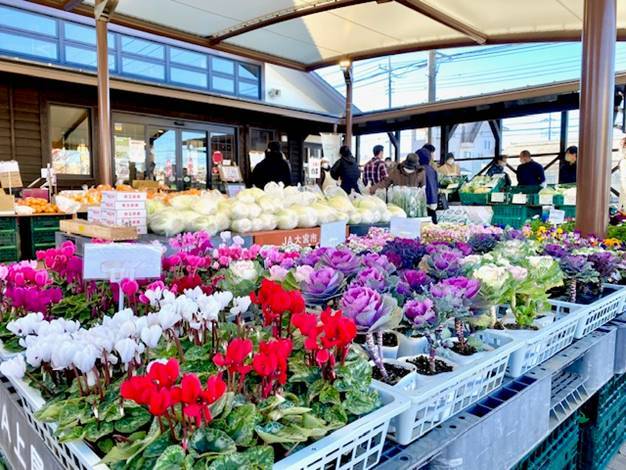 屋外に並べられたたくさんの花苗