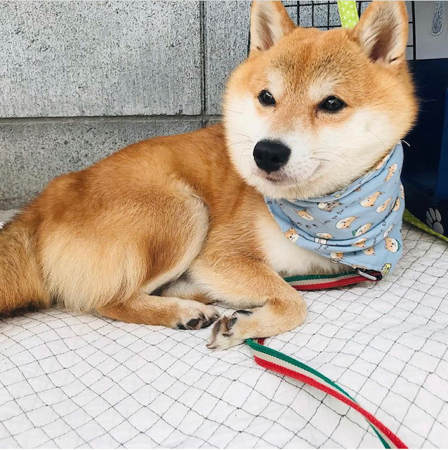 地面に敷かれた布の上でくつろぐ柴犬