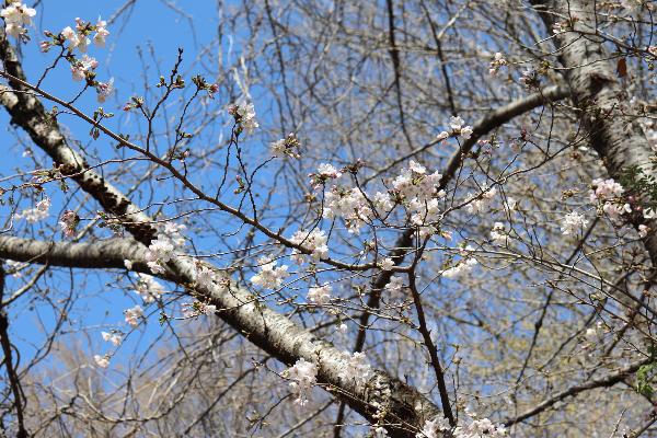 桜の花の様子